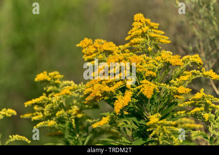 Primi golden-biella, fine oro, oro liscio, liscio tre-oro nervata (Solidago gigantea), fioritura, in Germania, in Baviera Foto Stock