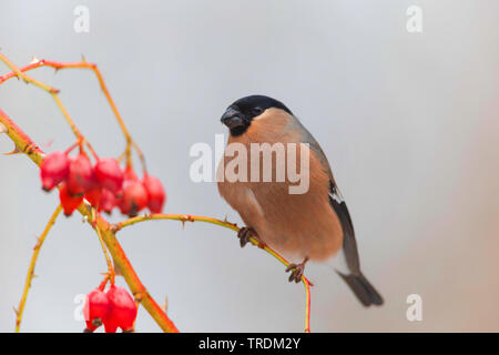 , Bullfinch ciuffolotto, bullfinch settentrionale (Pyrrhula pyrrhula), femmina su un ramoscello di rose, mangiare, in Germania, in Baviera Foto Stock