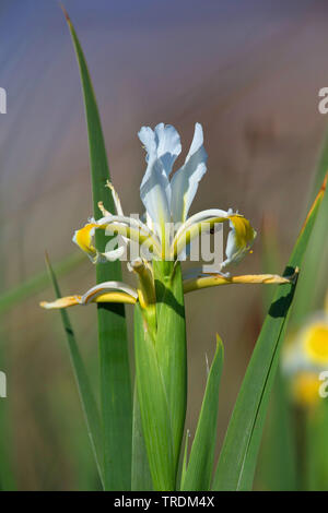 Giallo a bande (iris Iris orientalis), fioritura, Grecia, Lesbo Foto Stock