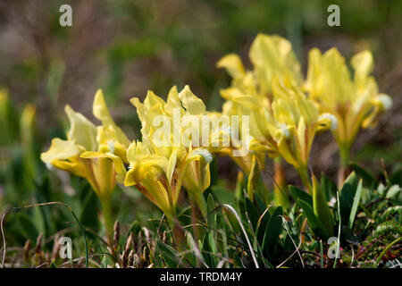 Pigmeo di iris, nana (Iris Iris pumila), fioritura, Austria, Burgenland Foto Stock