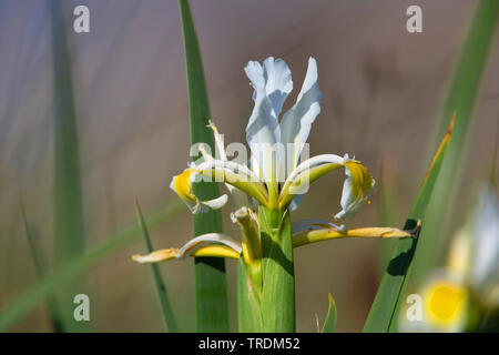 Giallo a bande (iris Iris orientalis), fioritura, Grecia, Lesbo Foto Stock