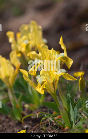 Pigmeo di iris, nana (Iris Iris pumila), fioritura, Austria, Burgenland Foto Stock