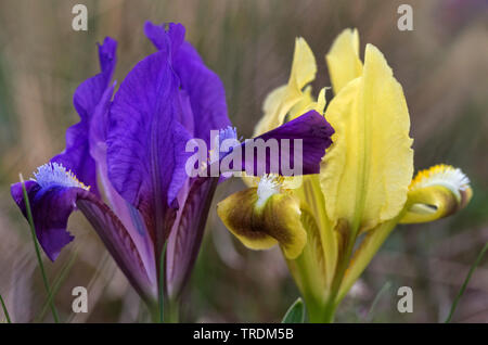 Pigmeo di iris, nana (Iris Iris pumila), con lilla e fiore giallo, Austria, Burgenland, Neusiedler See Parco Nazionale Foto Stock