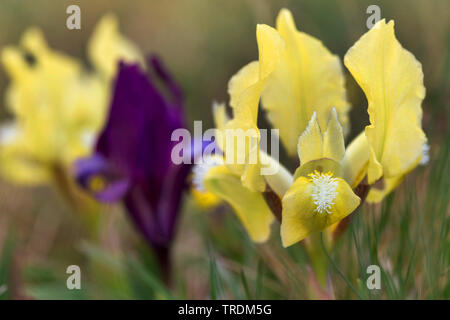 Pigmeo di iris, nana (Iris Iris pumila), con lilla e fiore giallo, Austria, Burgenland, Neusiedler See Parco Nazionale Foto Stock