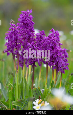Early-orchidea viola (Orchis mascula), gruppo di fioritura, Svezia, Oeland Foto Stock