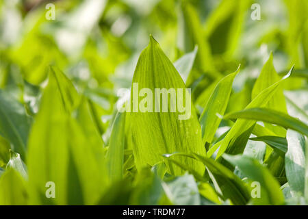 Ramsons, buckrams, aglio selvatico, di latifoglie, aglio Aglio in legno muniti di porro, l'aglio orsino (Allium ursinum), giovani foglie, in Germania, in Baviera Foto Stock