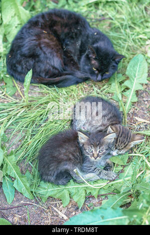 Gatto nero sdraiati sull'erba. Gatto Nero alimenta i suoi simpatici gattini Foto Stock