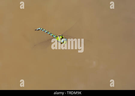 Blu-verde, darner aeshna sud, sud hawker (Aeshna cyanea), flying maschio, Paesi Bassi Foto Stock