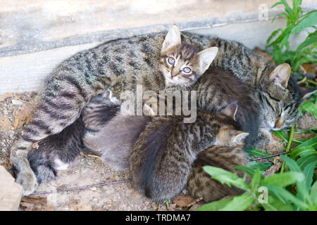 Cat alimenta i suoi simpatici gattini Foto Stock