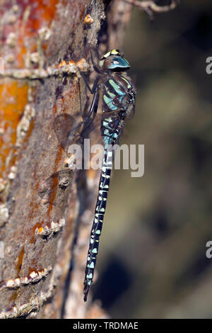 Subartiche torba-moor hawker, subartiche Hawker (Aeshna subarctica, Aeschna subarctica), maschio, Paesi Bassi Drenthe Foto Stock