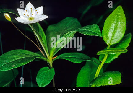 Chickweed wintergreen (Trientalis europaea), fioritura, in Germania, in Renania settentrionale-Vestfalia, Sauerland Foto Stock