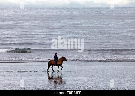 Cavaliere e cavallo sulla spiaggia , Islanda, Snaefellsnes, Vesturland, Gamlavik Foto Stock