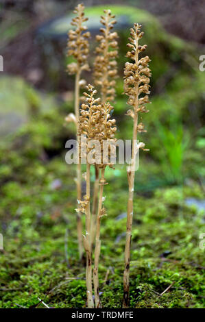 Bird's-nest orchid (Neottia nidus-avis), fioritura, Austria, Tirolo Foto Stock