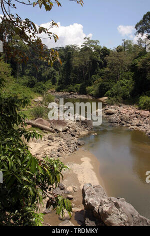 Tropical rainwood in Danum Valley, Indonesia, Borneo Foto Stock