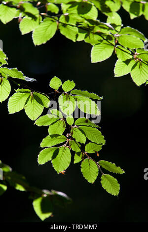 Comune di faggio (Fagus sylvatica), Faggio ramoscello in primavera, Paesi Bassi, Duivelsberg Foto Stock