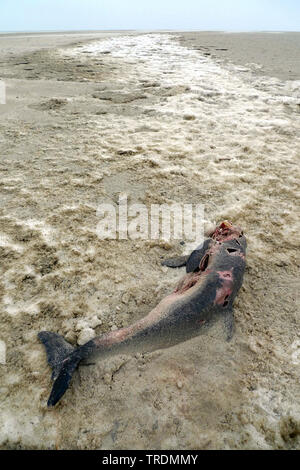 Comune di focena, focena, focena comune, il Puffing maiale (Phocoena phocoena), focena morti beach, Paesi Bassi, Terschelling Foto Stock