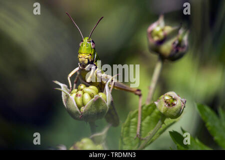 Grande Oro grasshopper (Chrysochraon dispar), maschio seduti sulla vegetazione, Paesi Bassi, Limburg Foto Stock