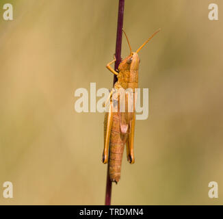 Grande Oro grasshopper (Chrysochraon dispar), femmina seduto sulla vegetazione, Paesi Bassi, Limburg Foto Stock