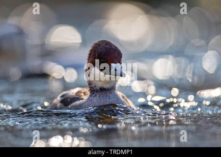 Smew (Mergellus albellus, Mergus albellus), nuoto femminile, Germania Foto Stock