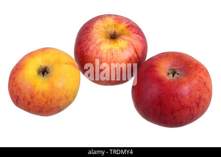 Apple (Malus domestica 'Hessische Tiefenbluete', Malus domestica Hessische Tiefenbluete), mele della cultivar Hessische Tiefenbluete Foto Stock