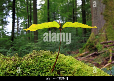 Comune di faggio (Fagus sylvatica), Faggio Vivaio Coltivazione di MOSS, Germania, Hesse Foto Stock