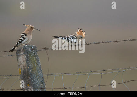Upupa (Upupa epops), due upupe appollaiate su un barbiglio recinto di filo, Spagna Foto Stock