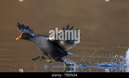 (Moorhen Gallinula chloropus), adulto in esecuzione su acqua, Germania Foto Stock