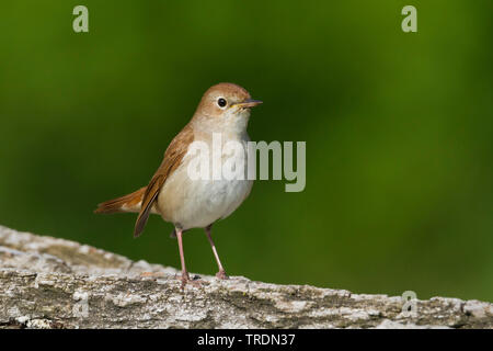 Nightingale (Luscinia megarhynchos), appollaiate su corteccia, Germania Foto Stock