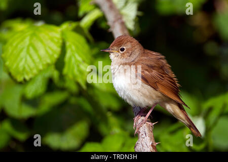 Nightingale (Luscinia megarhynchos), appollaiate su un ramo, Germania Foto Stock