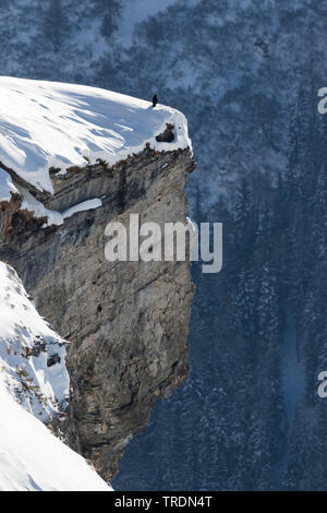 Comune di corvo imperiale (Corvus corax), seduto nella neve sulla cima di una scogliera, Svizzera Foto Stock