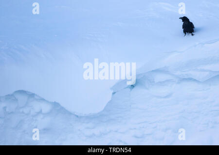 Comune di corvo imperiale (Corvus corax), seduto nella neve, Svizzera Foto Stock