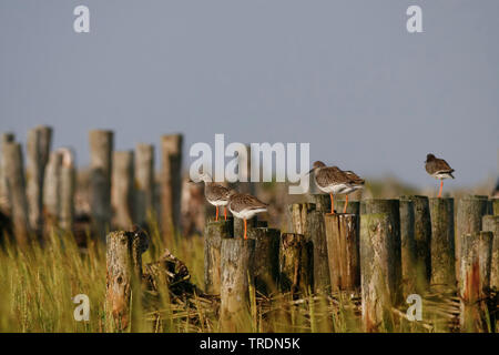 Comune (redshank Tringa totanus), gruppo seduto su pali di legno, Germania Foto Stock