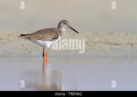 Comune (redshank Tringa totanus ussuriensis, Tringa ussuriensis), in acqua, Oman Foto Stock