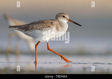 Comune (redshank Tringa totanus ussuriensis, Tringa ussuriensis), in acqua, Oman Foto Stock