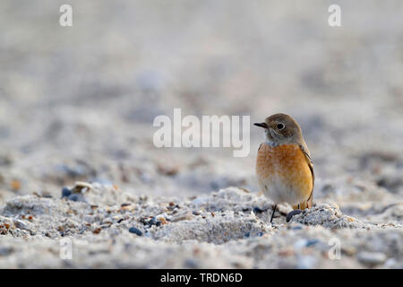 Comune (redstart Phoenicurus phoenicurus), maschio si appollaia su suolo sabbioso, Germania Foto Stock