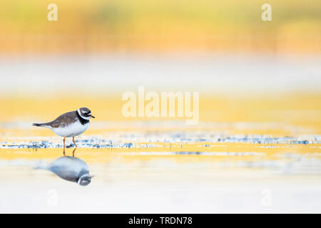 Plover inanellato (Charadrius hiaticula), femmina rovistando in acque poco profonde, Germania Foto Stock