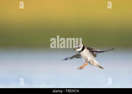 Plover inanellato (Charadrius hiaticula), maschio adulto sbarco, Germania Foto Stock