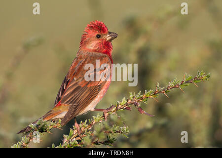 Comune (rosefinch Carpodacus erythrinus ferghanensis, Carpodacus ferghanensis), maschio si appollaia su un ramoscello, Kirghizistan Foto Stock