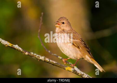 Comune (rosefinch Carpodacus erythrinus), i capretti giovani di sesso maschile, Germania Foto Stock