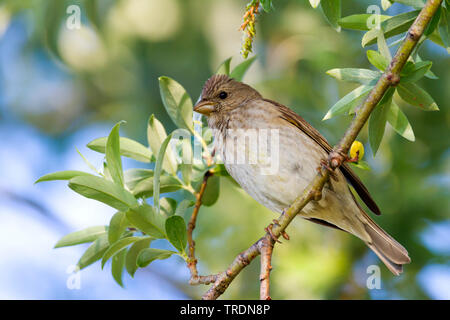 Comune (rosefinch Carpodacus erythrinus), giovane maschio su un ramo, Germania Foto Stock