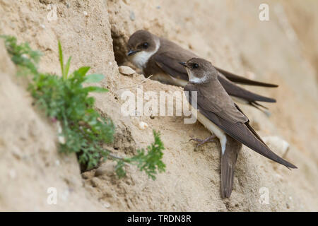 Sabbia martin (Riparia Riparia), coppia presso il sito di nido, Germania Foto Stock