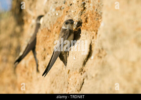 Sabbia martin (Riparia Riparia), presso il sito di nido, Germania Foto Stock