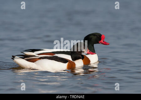 Shelduck comune (Tadorna tadorna), maschio e femmina, Germania Foto Stock