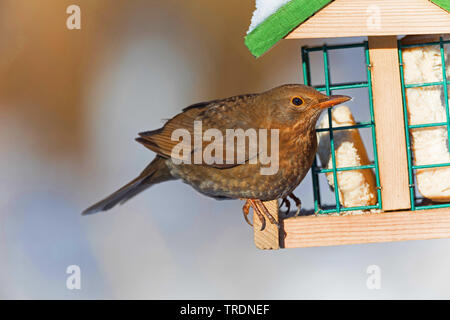 Merlo (Turdus merula), femmina al posto di alimentazione in inverno, Germania Foto Stock