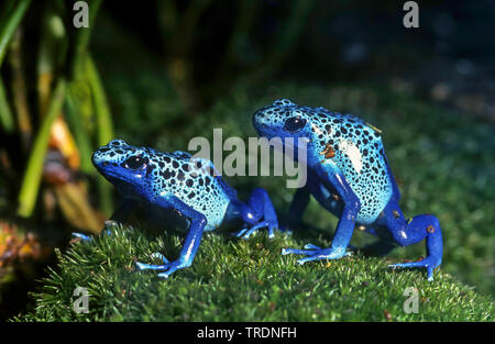 Tintura di veleno-freccia rana, la tintura di veleno (rana Dendrobates tinctorius), sul muschio Foto Stock