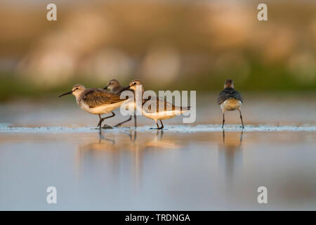 Curlew sandpiper (Calidris ferruginea), gruppo im acqua, Oman Foto Stock
