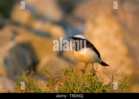 Cipro culbianco (Oenanthe cypriaca), cantando maschio adulto, Cipro Foto Stock