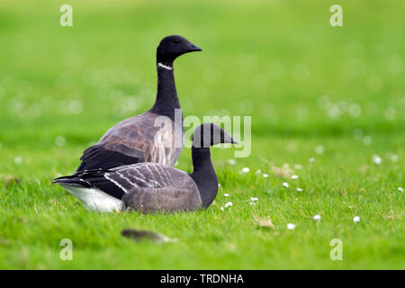 Brent goose (Branta bernicla bernicla, Branta bernicla), sull'anno vecchio bambino con adulti, Germania Foto Stock