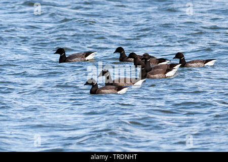 Brent goose (Branta bernicla bernicla, Branta bernicla), gruppo nell'acqua, Germania Foto Stock