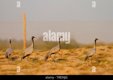 Demoiselle gru (Anthropoides virgo), Adulto con tre 2 cy sul terreno, Oman Foto Stock